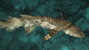 shark-436777_960_720